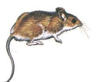 rat&oacute;n